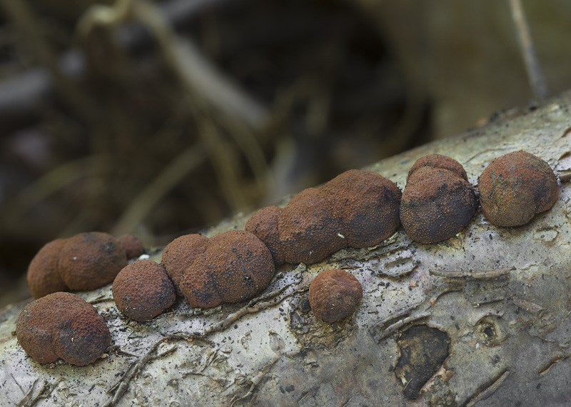 Hypoxylon howeanum